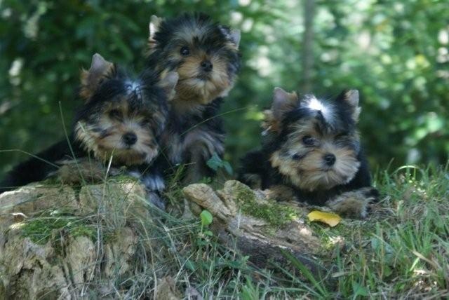 Du domaine de monderlay - Yorkshire Terrier - Portée née le 04/05/2009