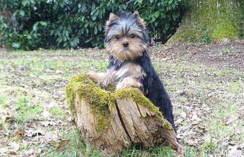 Du domaine de monderlay - Jeune chiot à vendre