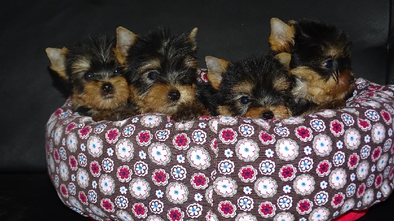 Chiot Yorkshire Terrier Du domaine de monderlay