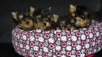 CHIOT